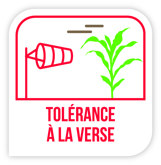 Tolérance verse